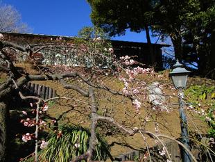 ブラフ18番館『ブラフ２月のお庭花』