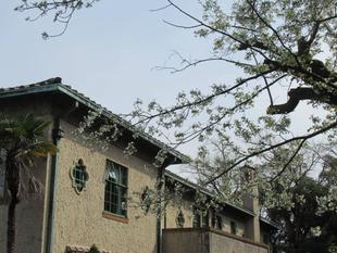 ベーリック･ホール　桜開花情報【2025年3月30日】