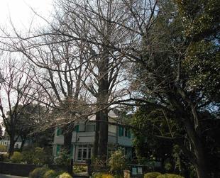 エリスマン邸　桜開花情報【2025年3月15日】