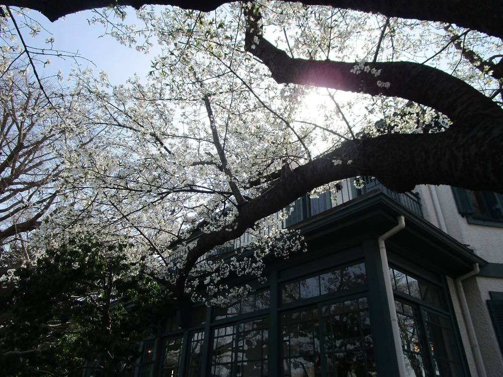 ブラフ18番館　桜開花情報【2025年３月30日】の写真