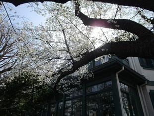 ブラフ18番館　桜開花情報【2025年３月30日】