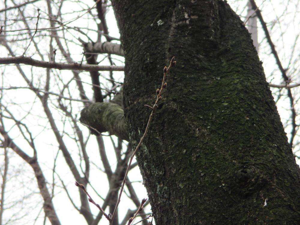 山手234番館　桜開花情報【2025年３月12日】の写真