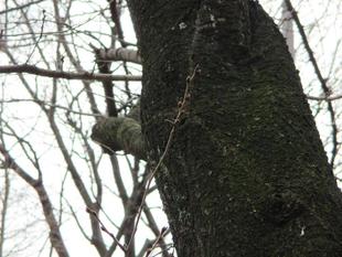 山手234番館 桜開花情報【2025年3月12日】