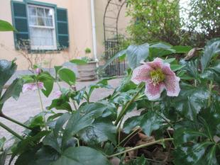 2025山手234番館のクリスマスローズ