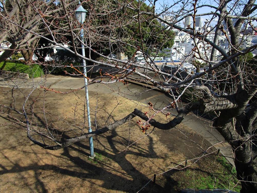 ブラフ18番館　桜開花情報【2025年３月17日】の写真