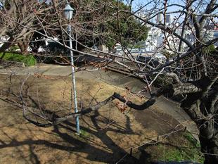 ブラフ18番館　桜開花情報【2025年３月17日】