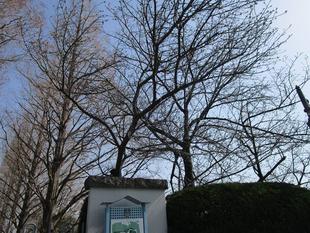 外交官の家　桜開花情報【2025年３月25日】