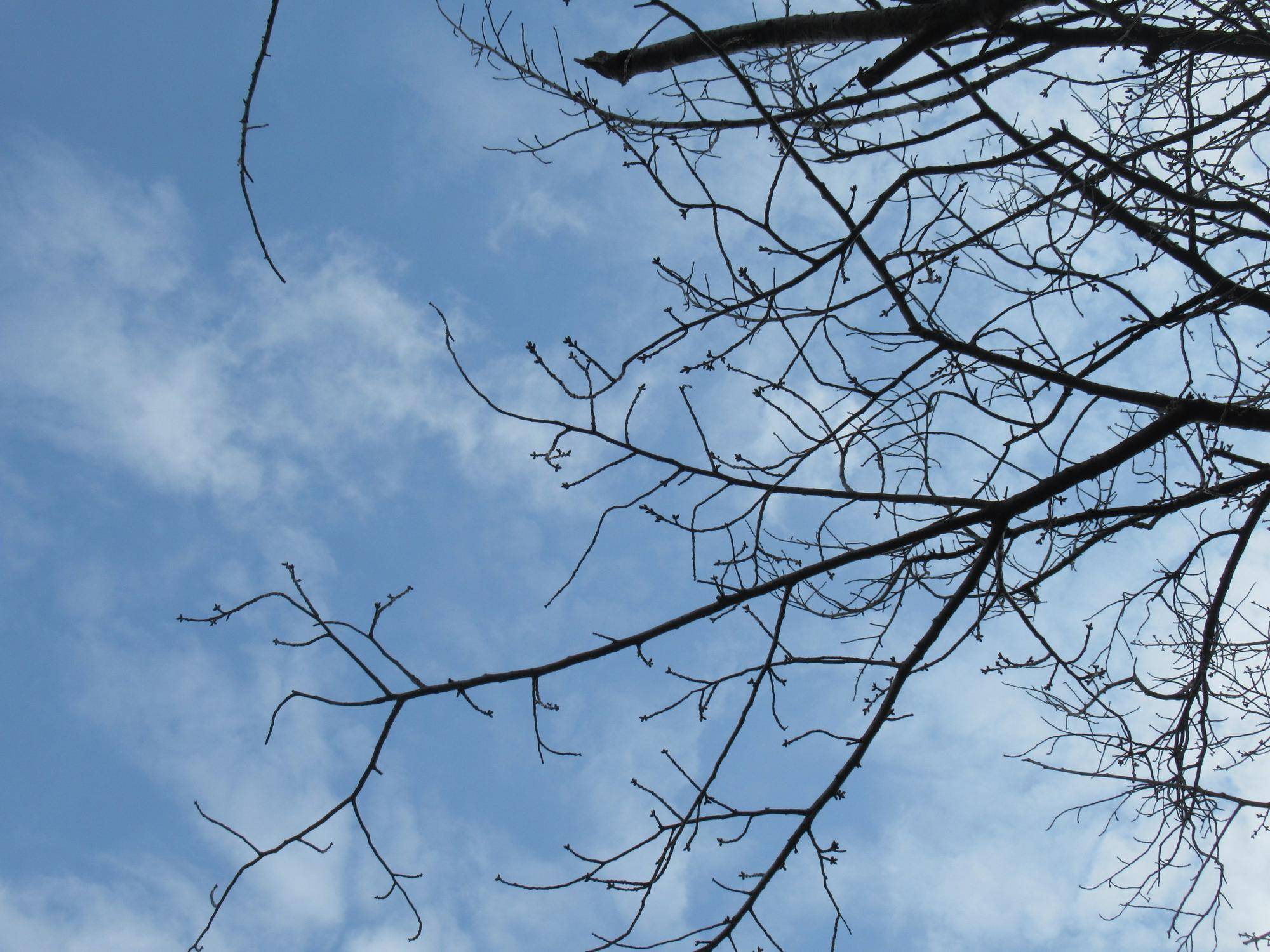 ベーリック・ホール　桜開花情報【2025年3月15日】の写真