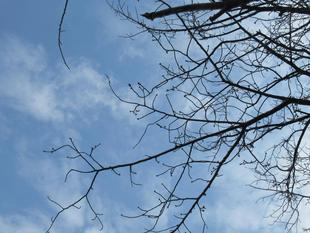 ベーリック・ホール　桜開花情報【2025年3月15日】