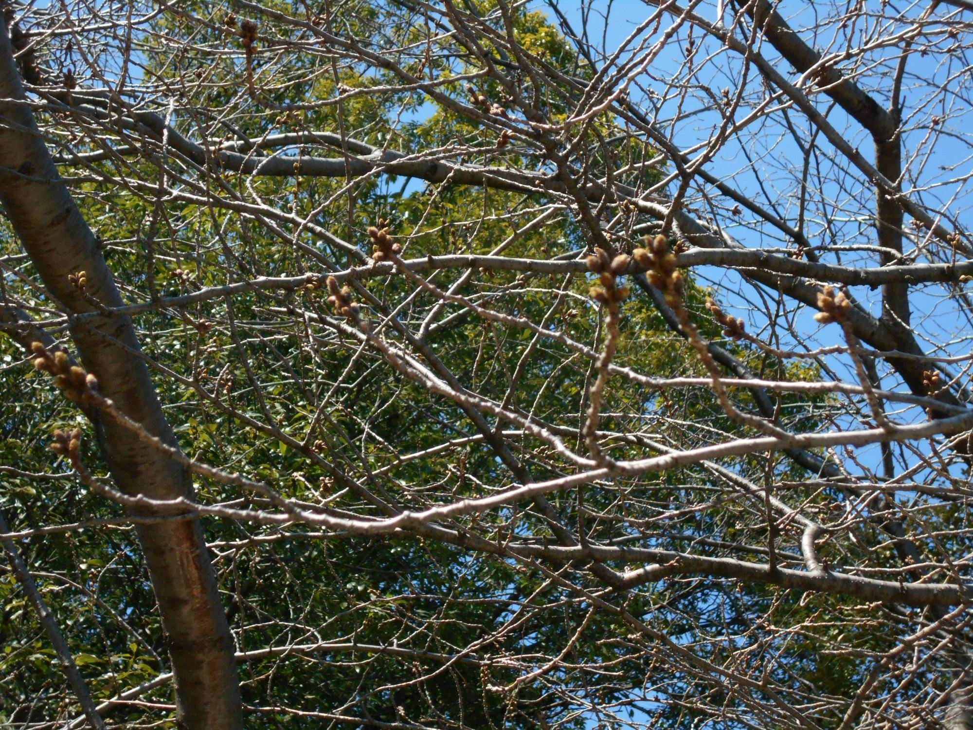 エリスマン邸　桜開花情報【2025年3月20日】の写真
