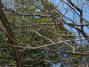 エリスマン邸　桜開花情報【2025年3月20日】