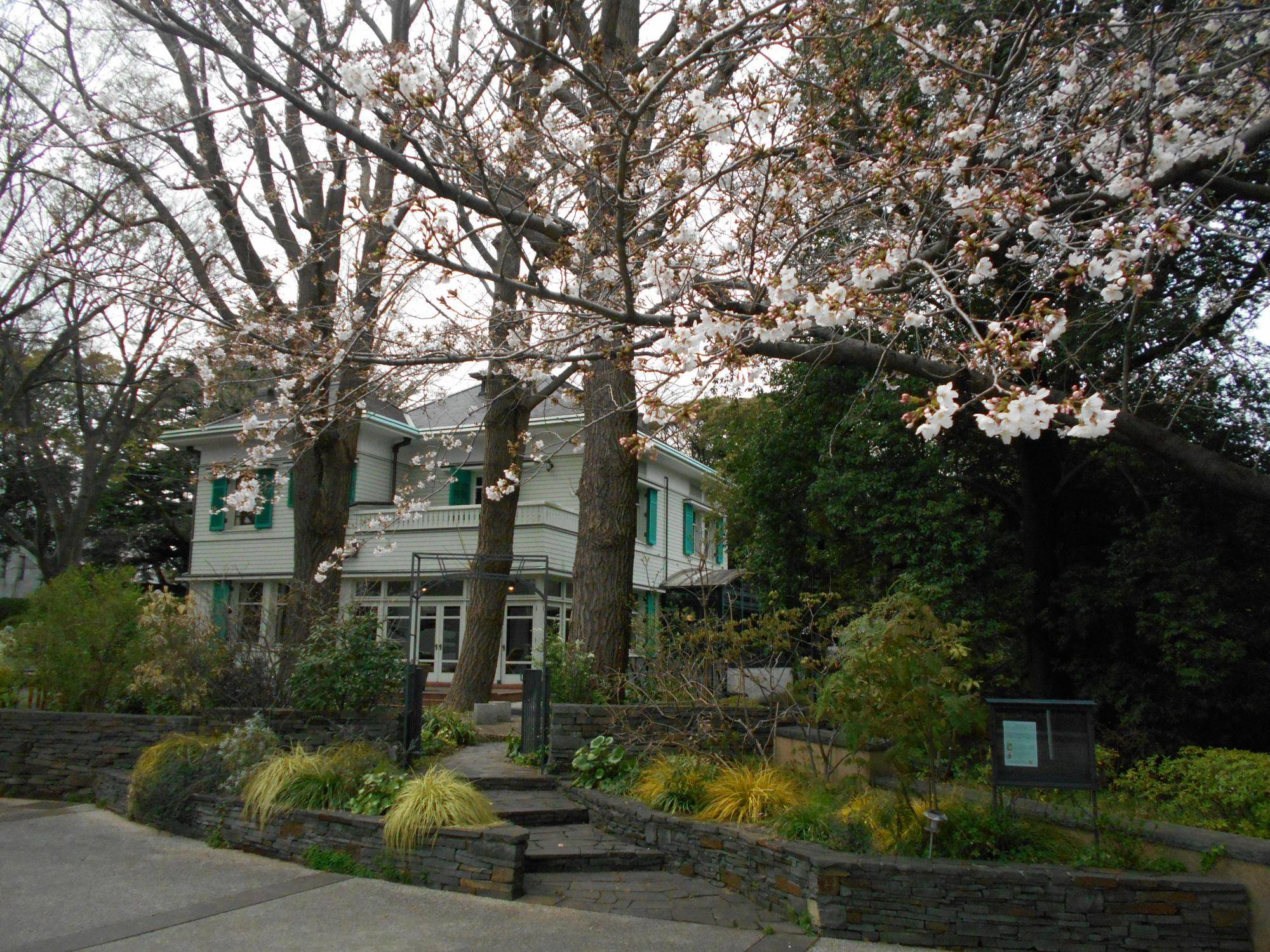 エリスマン邸　桜開花情報【2025年3月28日】の写真