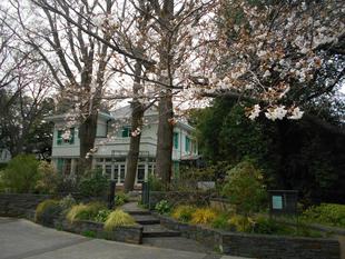 エリスマン邸　桜開花情報【2025年3月28日】