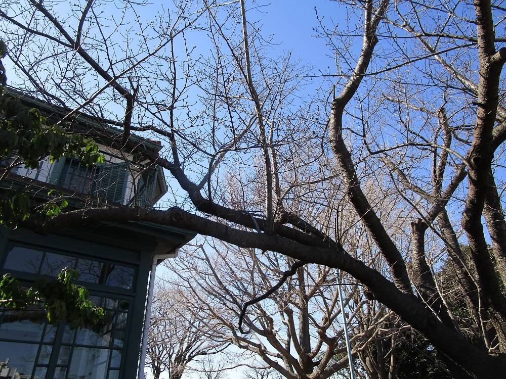 ブラフ18番館　桜開花情報【2025年3月10日】の写真