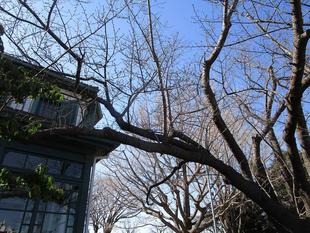 ブラフ18番館　桜開花情報【2025年3月10日】