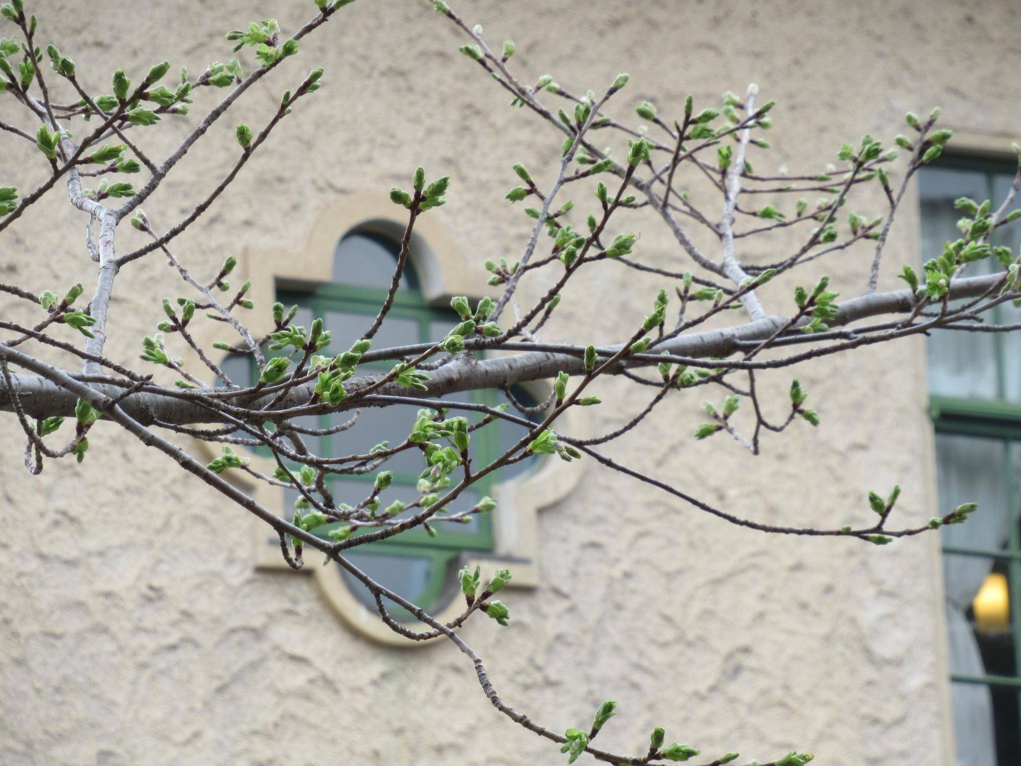 ベーリック・ホール　桜開花情報【2025年3月24日】の写真