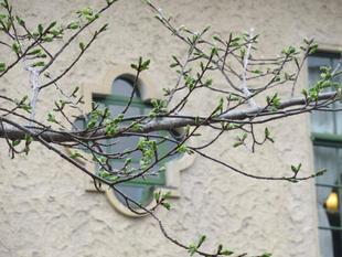 ベーリック・ホール　桜開花情報【2025年3月24日】