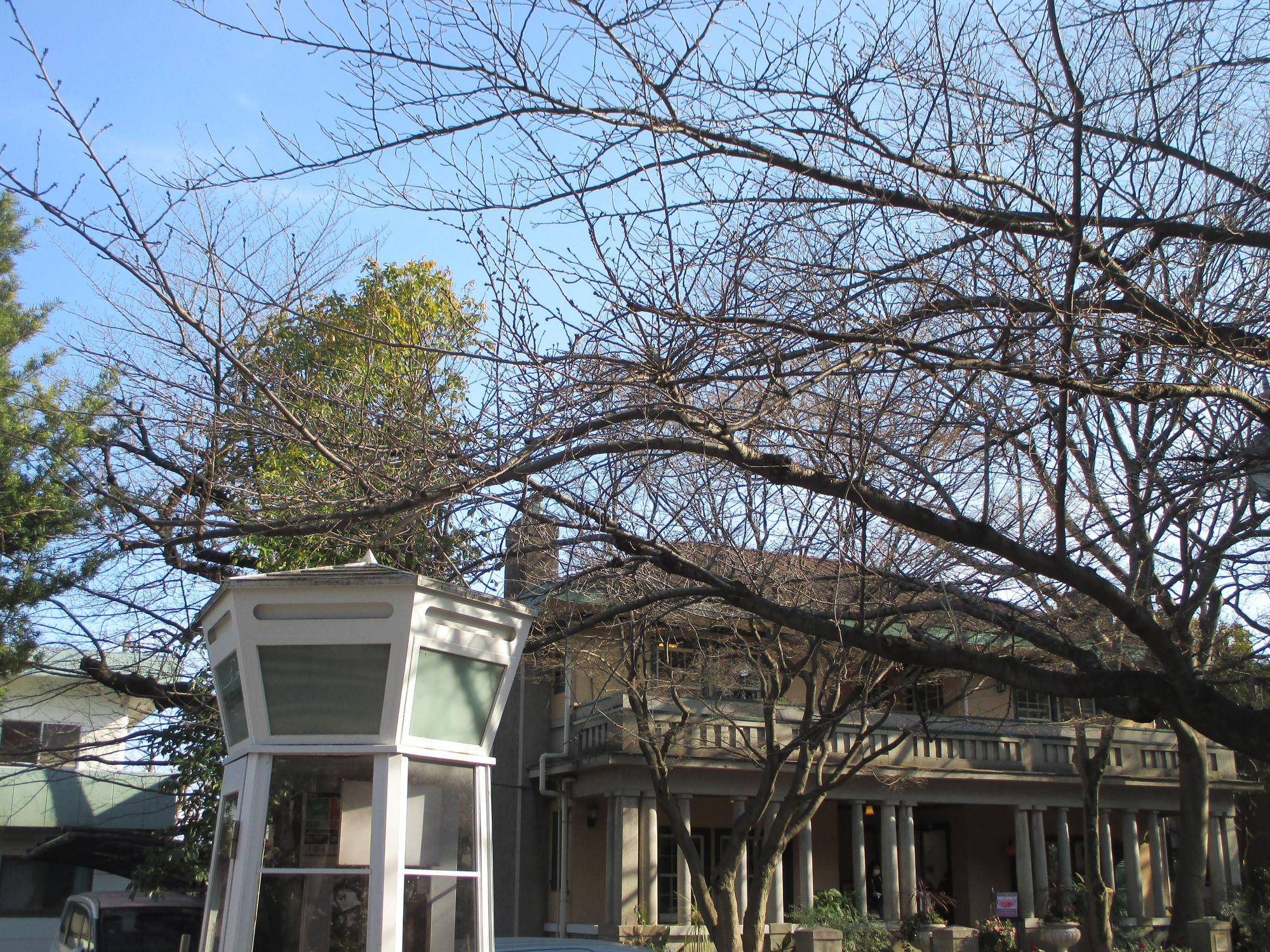 山手234番館　桜開花情報【2025年３月３日】の写真