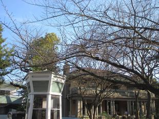 山手234番館 桜開花情報【2025年3月3日】