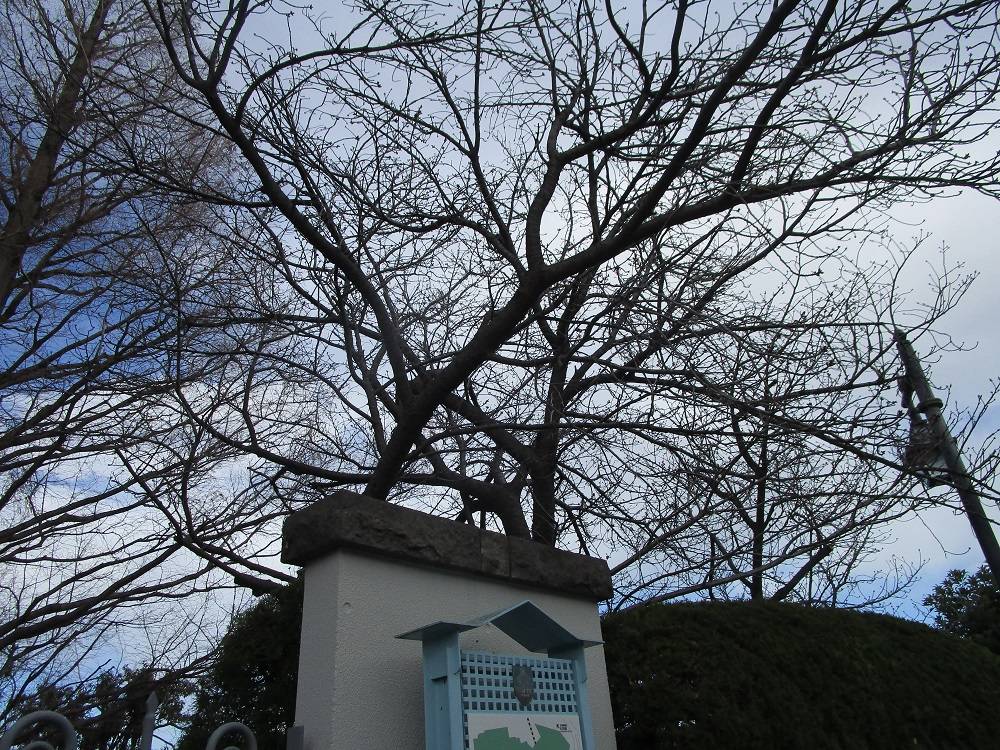外交官の家　桜開花情報【2025年３月17日】の写真