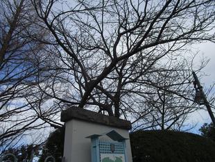 外交官の家　桜開花情報【2025年３月17日】