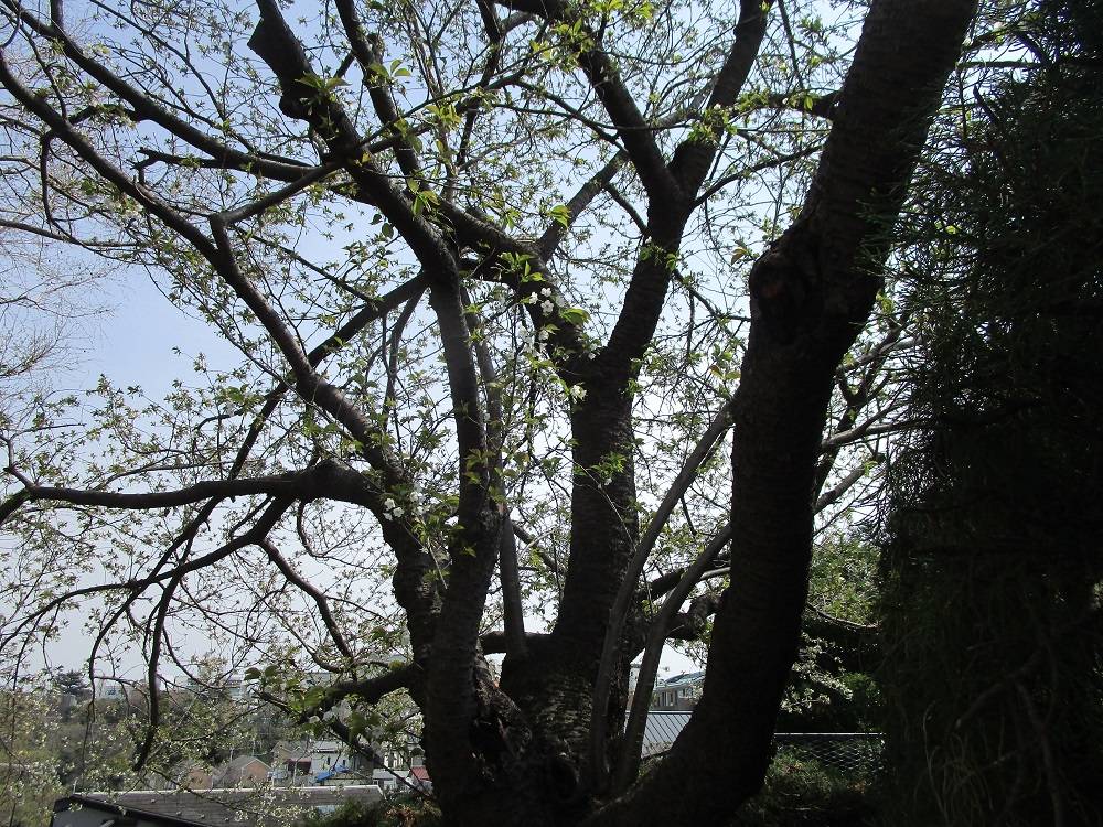 外交官の家　桜開花情報【2025年３月30日】の写真