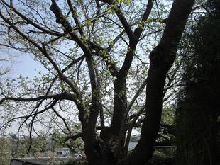 外交官の家　桜開花情報【2025年３月30日】