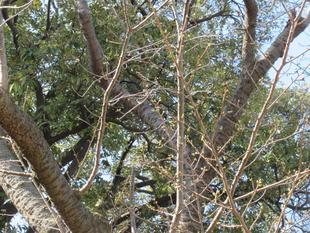 ベーリック・ホール　桜開花情報【2025年3月21日】