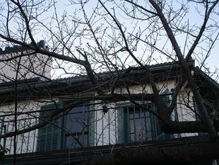 ブラフ18番館　桜開花情報【2025年３月３日】