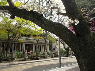 山手234番館 桜開花情報【2025年3月27日】