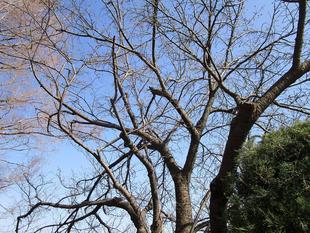 外交官の家　桜開花情報【2025年3月３日】