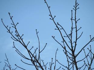 ベーリック･ホール　桜開花情報【2025年3月10日】