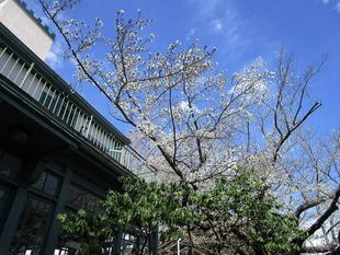 ブラフ18番館　桜開花情報【2025年３月28日】