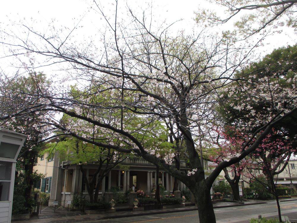 山手234番館 桜開花情報【2025年3月29日】の写真