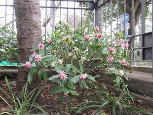 ベーリック･ホール　早春の庭園の様子