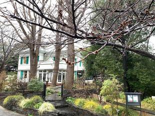 エリスマン邸　桜開花情報【2025年3月3日】