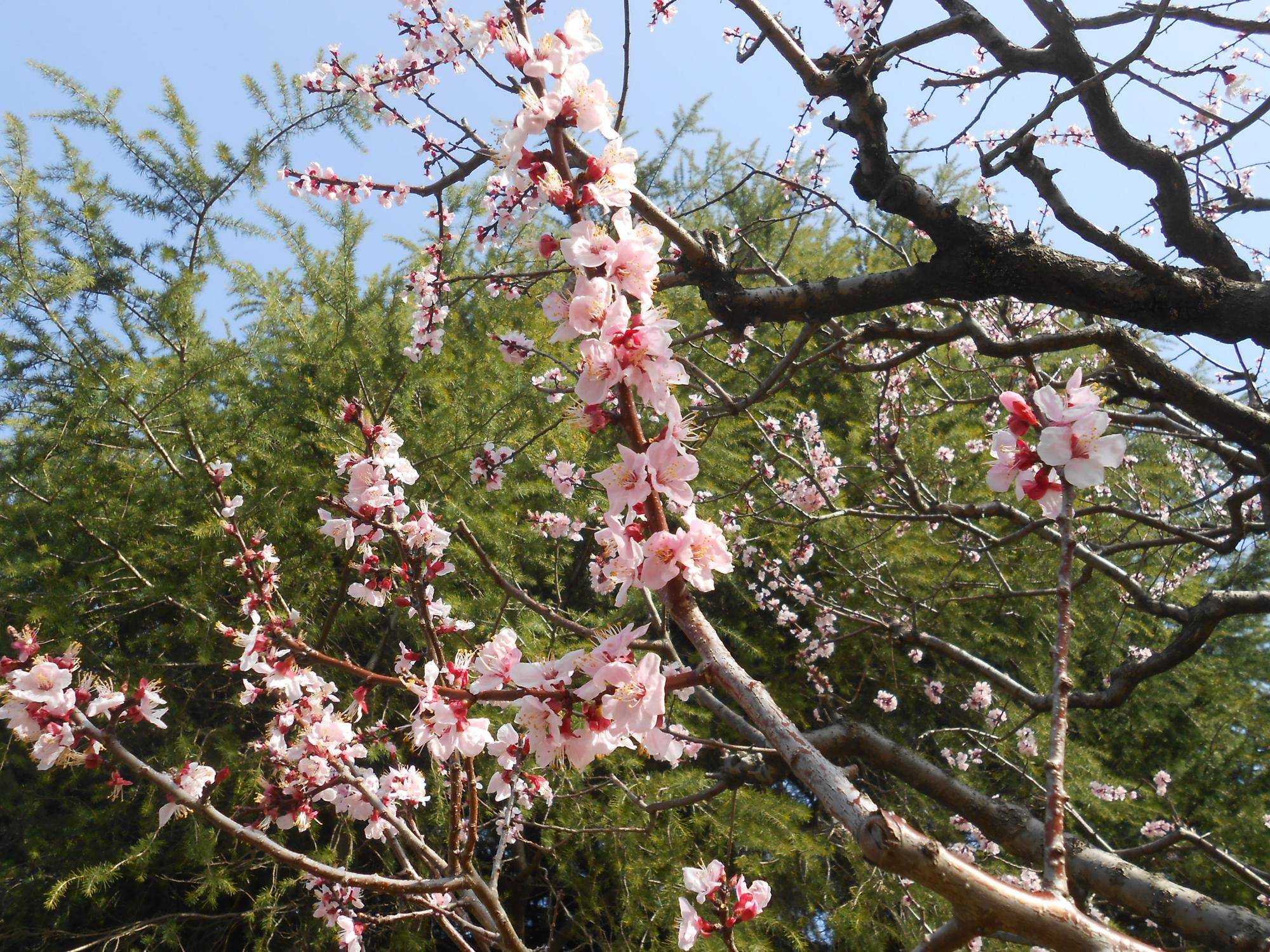 山手111番館　杏の花が咲きました。の写真