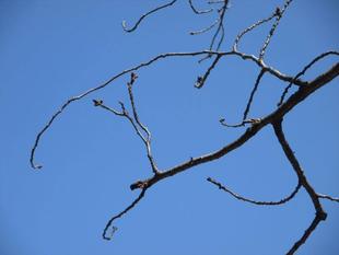 山手234番館 桜開花情報【2025年3月21日】