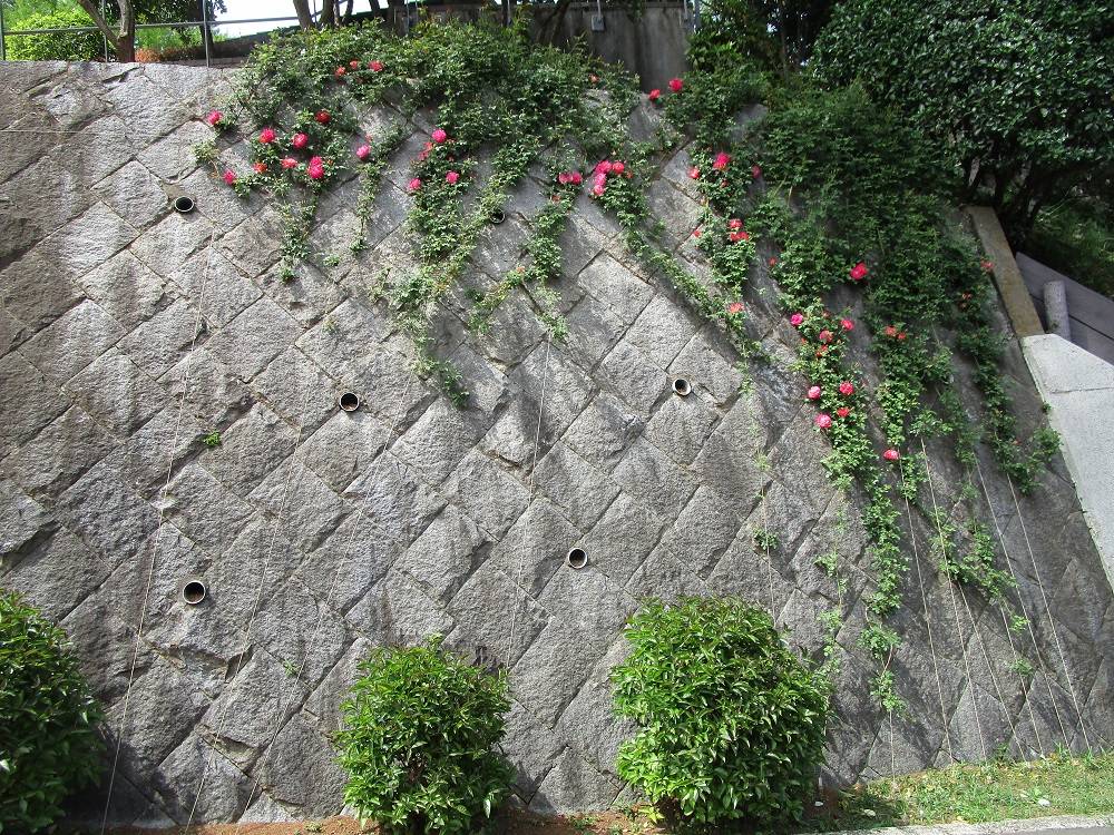 ブラフ18番館 『春風にのって』の写真