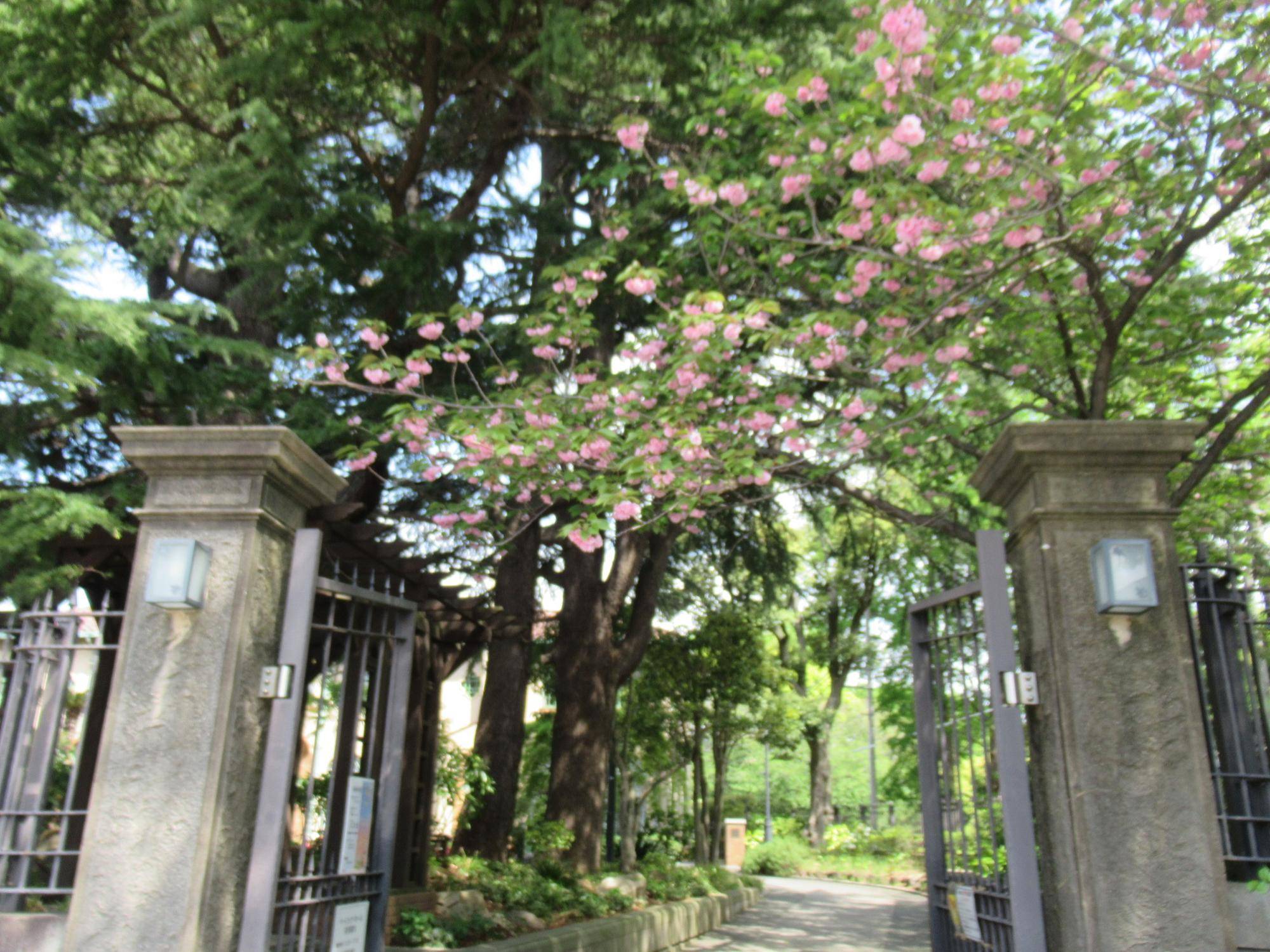 ベーリック・ホール　桜開花情報【2025年4月22日】ヤエザクラの写真