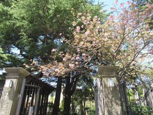 ベーリック・ホール 桜開花情報【2025年4月14日】ヤエザクラ