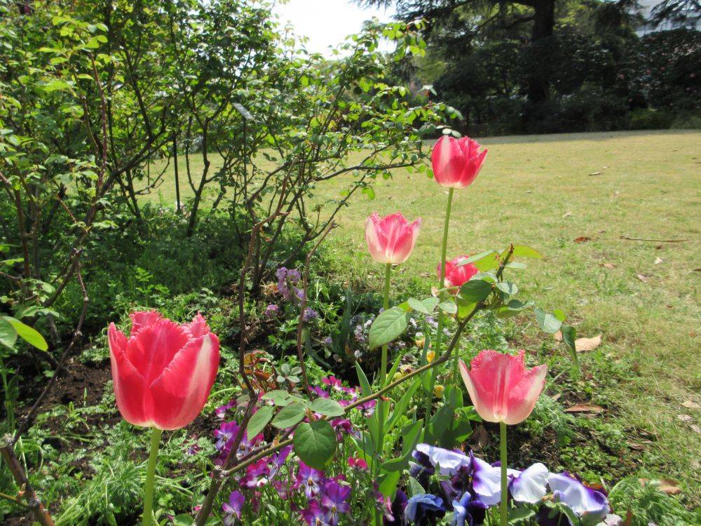 横浜市イギリス館 ラバーズタウンが開花しましたの写真
