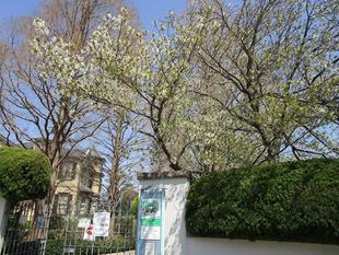 外交官の家 桜開花情報【2025年4月4日】