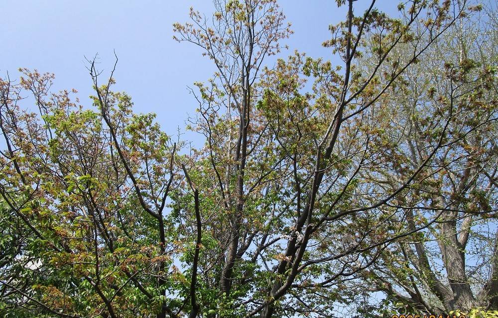 外交官の家　桜開花情報【2025年４月12日】の写真