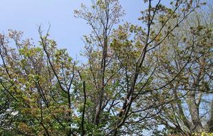 外交官の家 桜開花情報【2025年4月12日】