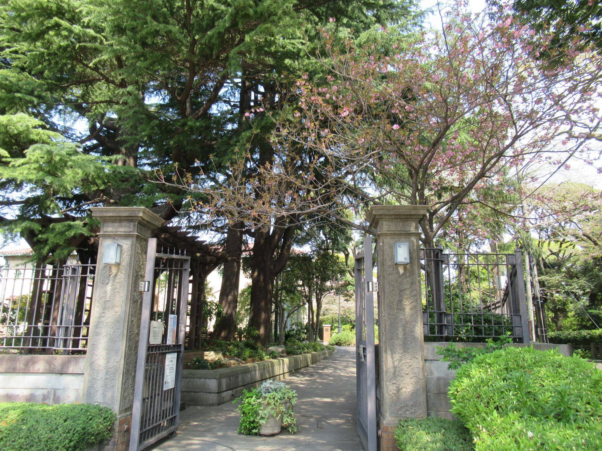 ベーリック・ホール　桜開花情報【2025年4月12日】ヤエザクラの写真