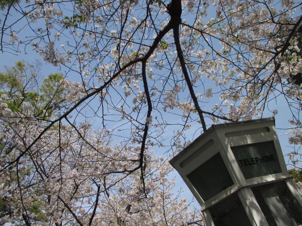 山手234番館 桜開花情報【2025年4月8日】の写真