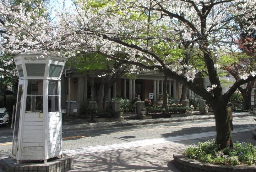山手234番館 桜開花情報【2025年4月5日】の写真