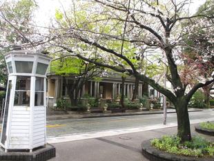 山手234番館 桜開花情報【2025年4月2日】