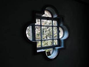 ベーリック・ホール桜開花情報【2025年4月1日】